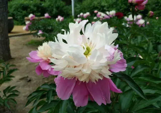 你喜欢跟父母一起去旅游吗？为什么？