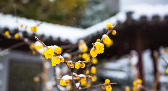 在南京，哪里的雪景最美？