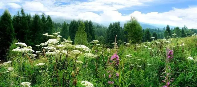 七月天气比较热，去哪里旅游更适合避暑，景色也赏心悦目？