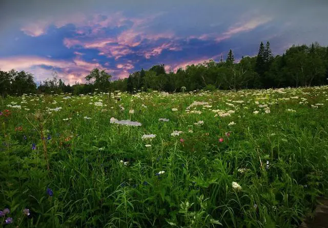 中国哪里有花海?国内花海旅游景点