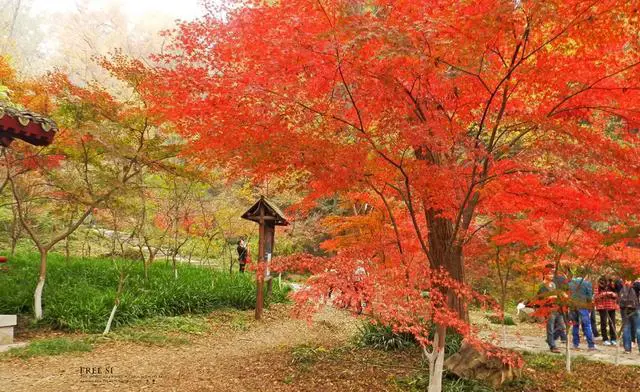 栖霞山的红叶什么时候去最好看?