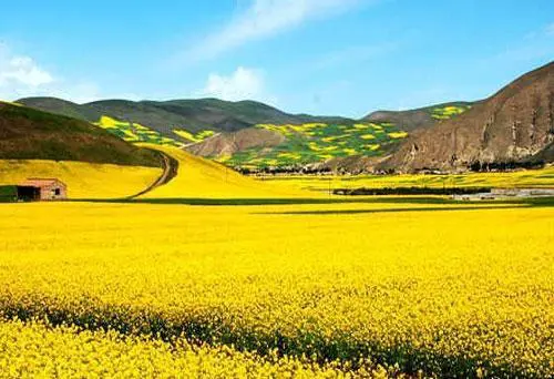 北京哪里的油菜花开的最好?