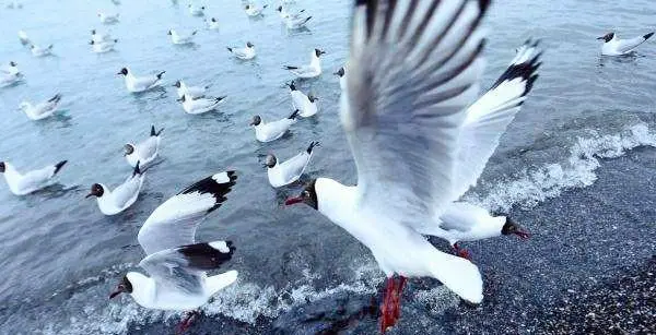 口罩过后去哪里观鸟?哪里有好玩的观鸟点?