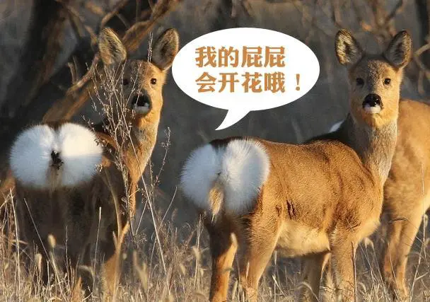 狍子是真的傻吗?
