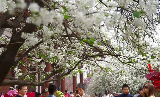 青龙寺樱花园具体位置在哪?
