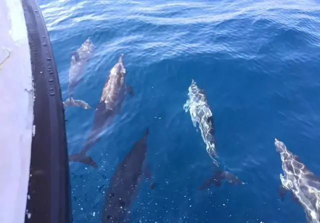 弯弯环岛自由行有什么旅游攻略吗？