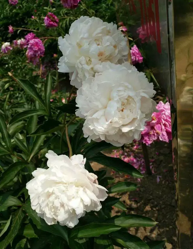 你喜欢跟父母一起去旅游吗？为什么？