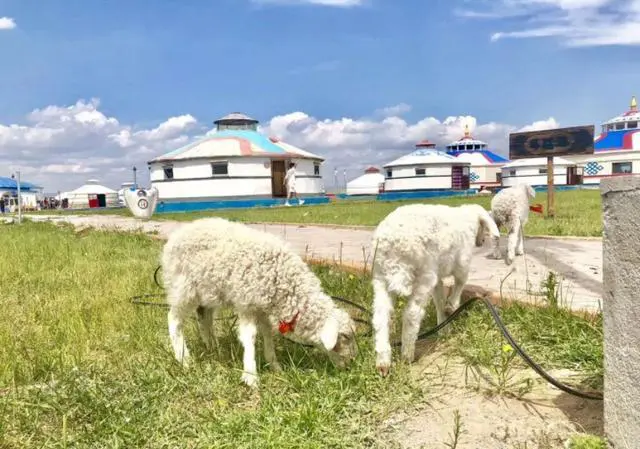 想带家人去草原自驾游，沈阳出发，推荐下一星期的路线？