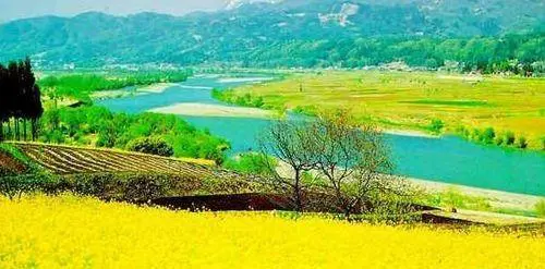 北京哪里的油菜花开的最好?