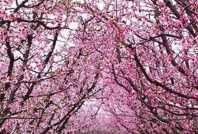 平谷农家乐哪家好吃?