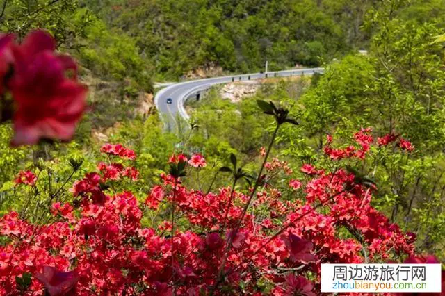 我国杜鹃花开最好的地方都有哪些？为什么？