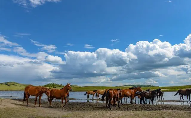想带孩子去内蒙古看草原，从北京出发，去哪里看比较好？
