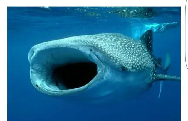 菲律宾薄荷岛有哪些好玩的地方？