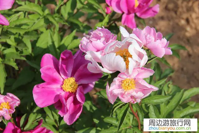 口罩期间四川开启“云旅游”,内容覆盖全国1000家景区、个景点。你怎么旅游?