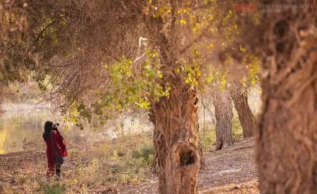 新疆都有哪些胡杨林风景区,最美的是哪一个?