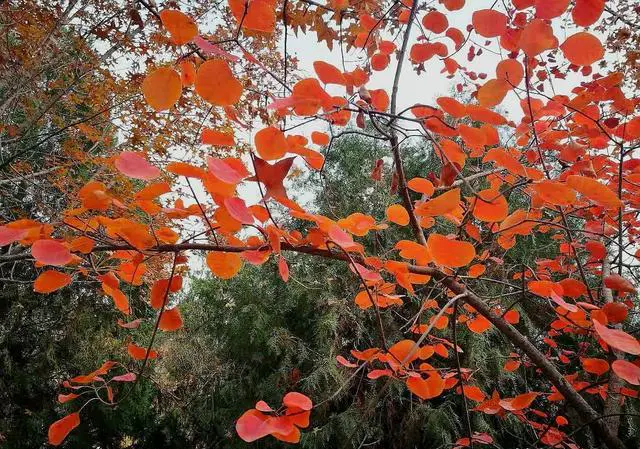 过年弟弟想带着他一家四口和岳父岳母以及小姑子一家三口来你所在的城市游玩，怎么办？