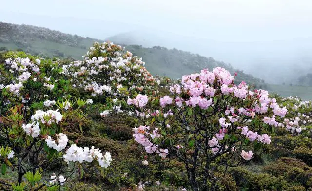 中国哪里有花海?国内花海旅游景点