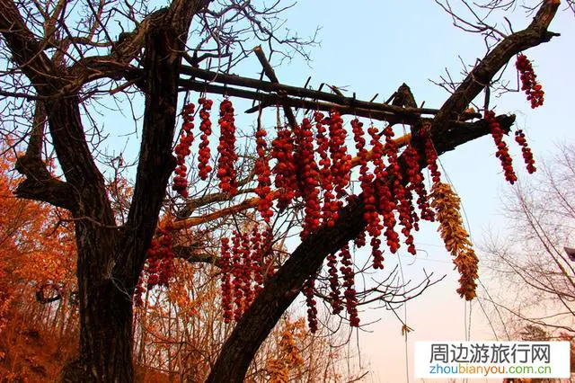 晚风笛声残,夕阳童牧归。山村美景与农耕生活你向往吗?