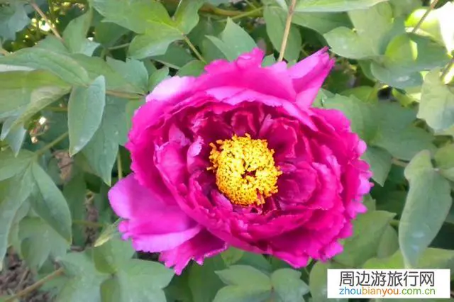 山东、河南现在风景区开放了吗，酒店宾馆、农家院恢复营业了吗？