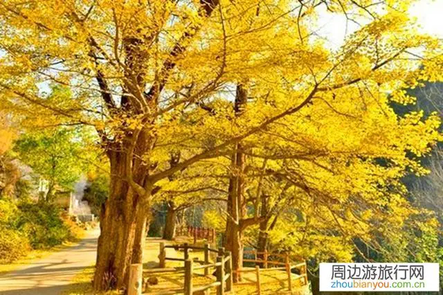 去洛阳嵩县白河镇看银杏落叶，现在去还有的看吗？