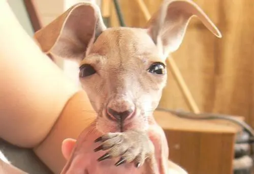 为什么澳大利亚的许多动物有“袋”?