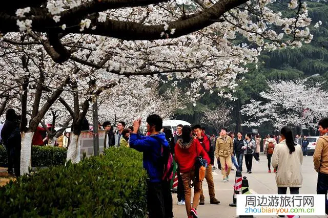 今年的武汉大学樱花节能照常举办吗？