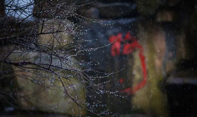 杭州灵峰的寒梅是什么时候开花？