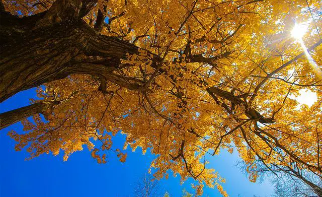 大杭州哪里的银杏最美？