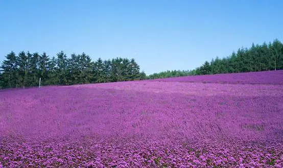北京哪里的油菜花开的最好?