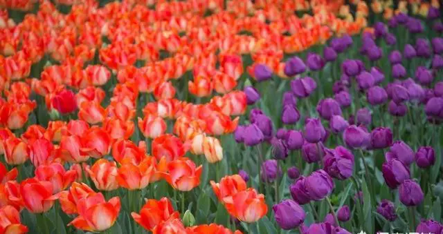 杭州太子湾公园好玩吗?