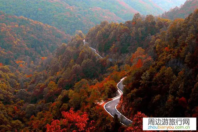 想去三门峡甘山森林公园看红叶，啥时候去合适？听说有野生红腹锦鸡，有机会拍到吗？