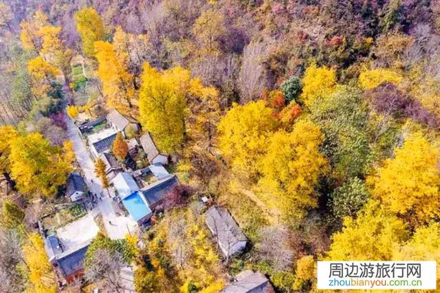 去洛阳嵩县白河镇看银杏落叶，现在去还有的看吗？