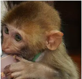 在三亚旅游，主要要去哪几个地方玩？