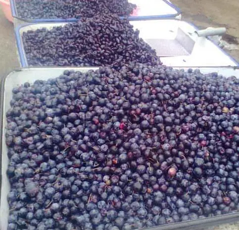 东北有哪些特产呢？