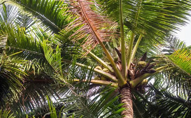 三亚西线有什么景点？