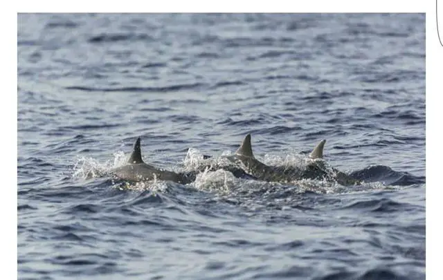 菲律宾薄荷岛有哪些好玩的地方？