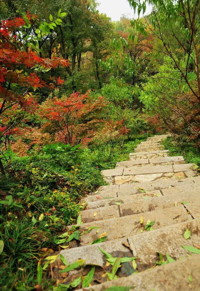 如果只能停留一天，南京旅游赏秋哪里最值得去？