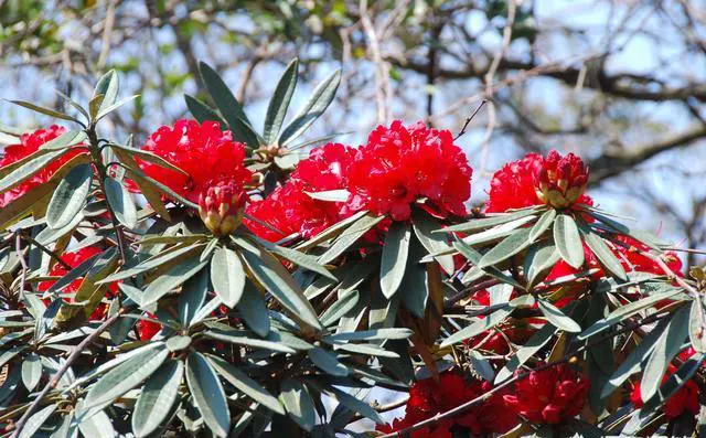 你喜欢跟团游还是自由行？