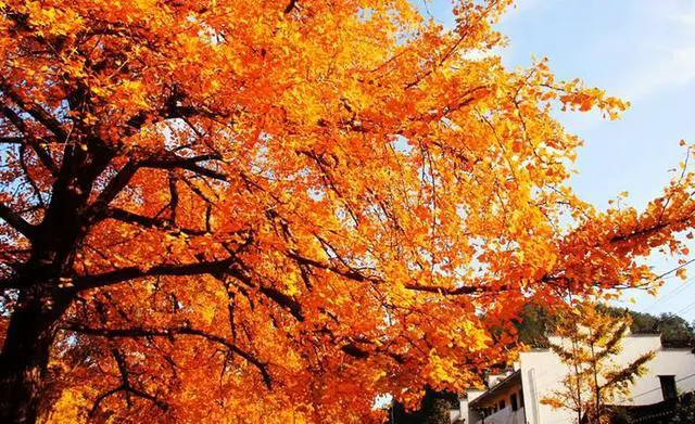 孝感安陆古银杏森林公园什么时候去最好?