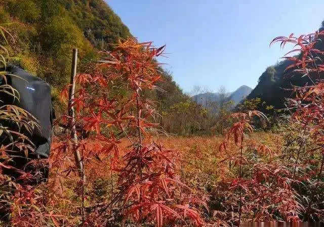 为什么说自古天水出美女？