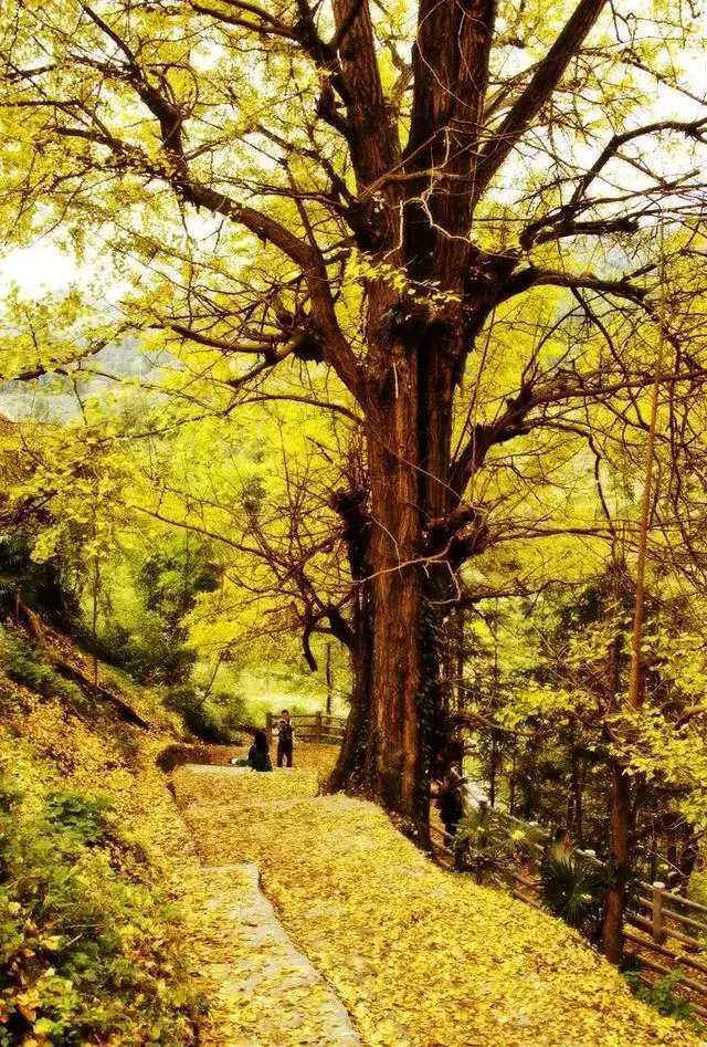 去贵州旅游什么季节去最合适?