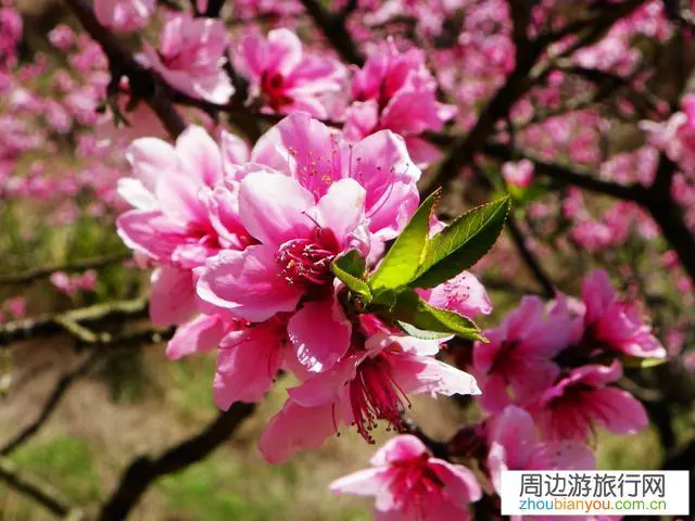 桂林阳朔这座小城怎么样？