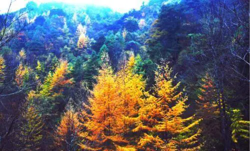 宝鸡黄柏塬景区怎样？