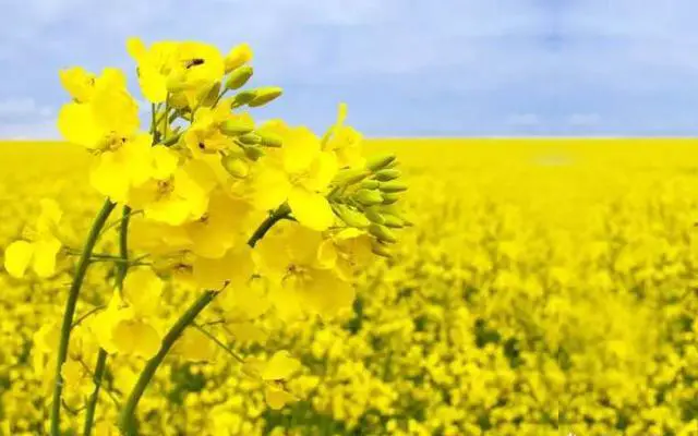 北京哪里的油菜花开的最好?