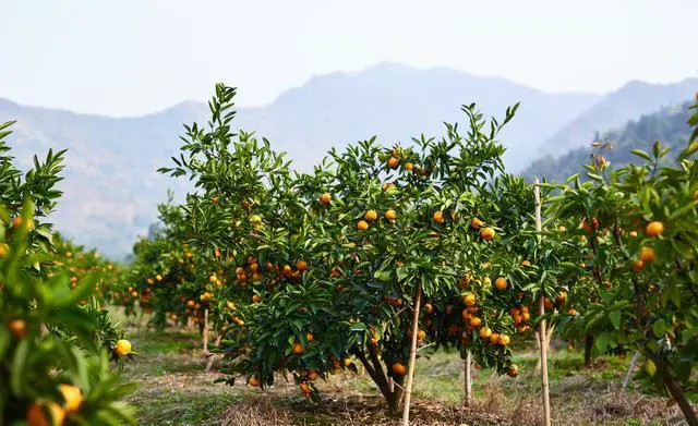 汉中为什么被称为两汉三国?