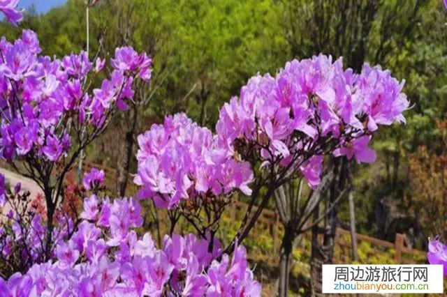 我国杜鹃花开最好的地方都有哪些？为什么？