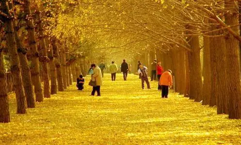 孝感安陆古银杏森林公园什么时候去最好?