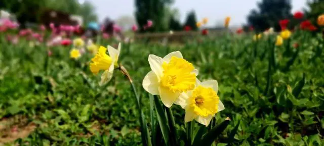 由于口罩人们出行减少，这个十一长假你会外出旅行吗？