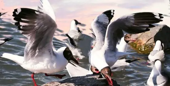 口罩过后去哪里观鸟?哪里有好玩的观鸟点?