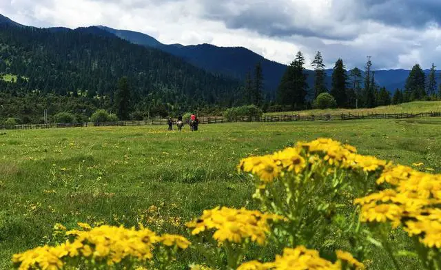 到林芝自驾游有哪些不错的景点？